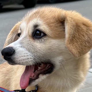 Астра Виндзор, Вельш-корги 🐶