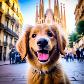 Собачий чат Barcelona